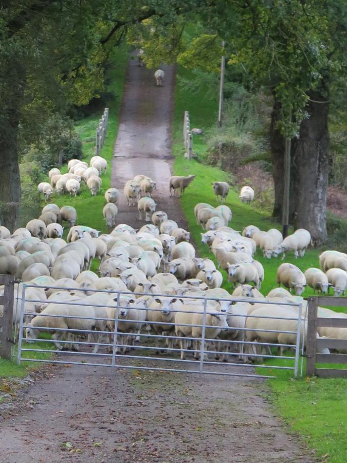 La Ferme De Pomereix Le Dorat Dış mekan fotoğraf