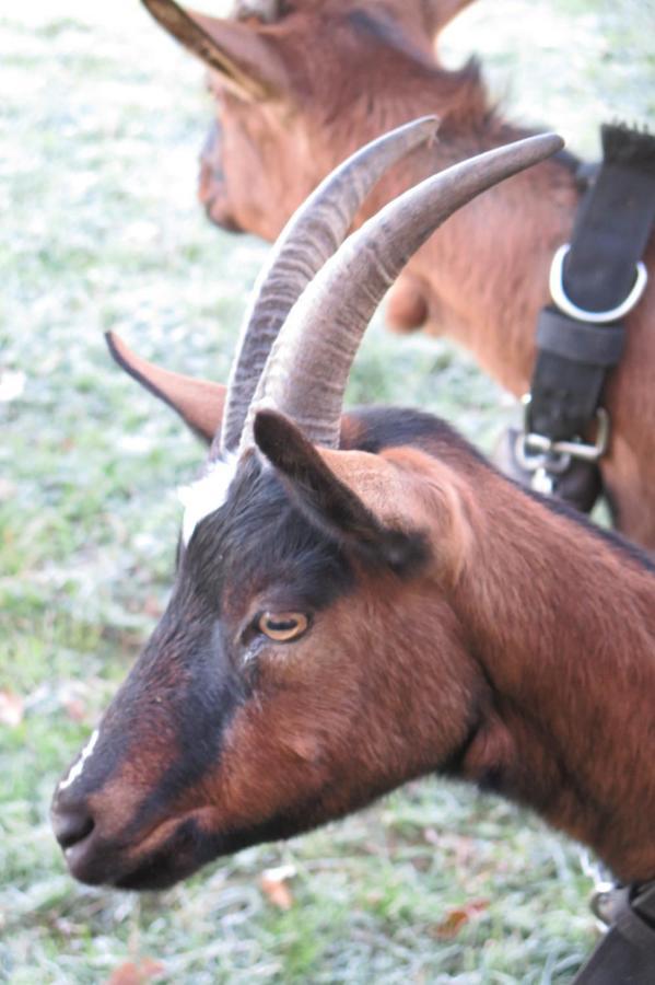 La Ferme De Pomereix Le Dorat Dış mekan fotoğraf